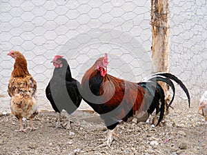 and chicken pictures of poultry suitable for advertising and packaging designs