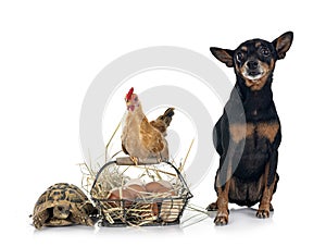 chicken, pinscher and turtle