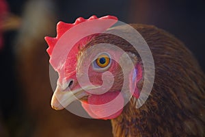 Chicken portrait