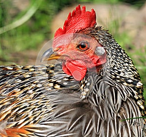 Chicken Portrait