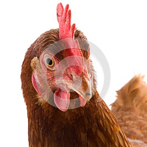 Chicken portrait