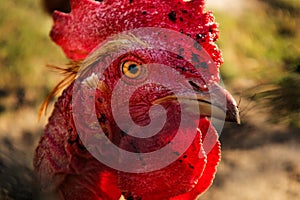 Chicken portrait with blurred background. extreme close up