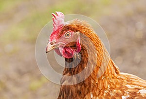 Chicken portrait. Close up of hen face on pasture.
