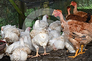 Chicken in poultry farm, White chicken farming industry.