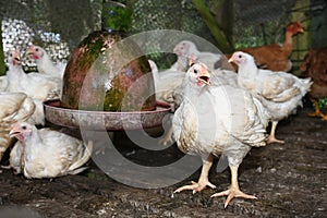 Chicken in poultry farm, White chicken farming industry.