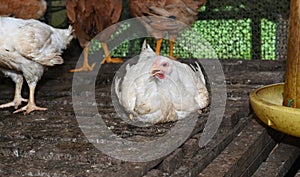 Chicken in poultry farm, White chicken farming industry.