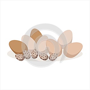 Chicken and quail eggs, baking ingredient vector Illustration