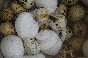 Chicken and quail eggs are boiled in water