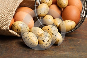 Chicken and quail eggs photo
