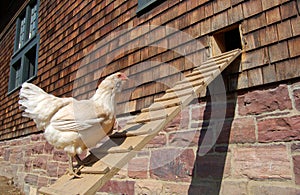 Chicken ramp