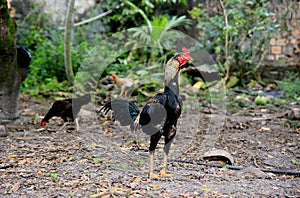 Chicken rearing on a farm