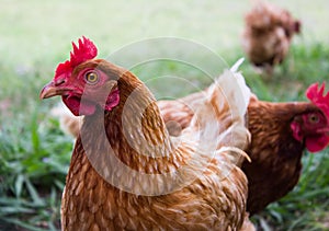 Chicken with red crest and a beautiful brown plumage