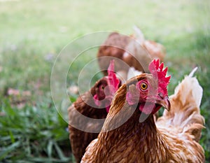 Chicken with red crest and a beautiful brown plumage