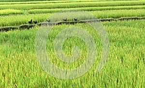 Chicken on rice field