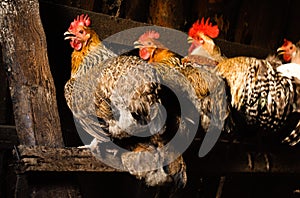 Chicken rooster cock hen fowl coop henhouse roost