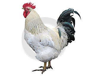 Chicken rooster isolated over white