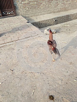 CHICKEN OR ROOSTER ,FLESHY COMBS