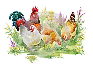 Chicken and rooster in the grass on white background.