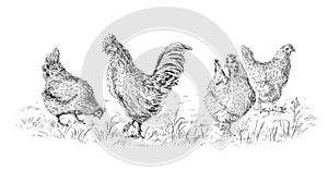 chicken and rooster hand drawing sketch engraving illustration style