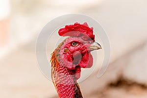 Chicken rooster head portrait closeup detail of farm poultry bir