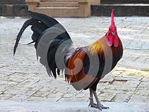 A Chicken Rooster Standing on the Ground Floor