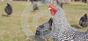 Chicken rooster surrounded by hens