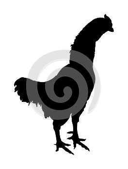Chicken, rooster vector silhouette isolated on white.