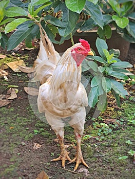 Chicken rooster walking around the yard