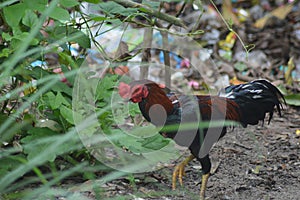 chicken roster bkack red feather long hair