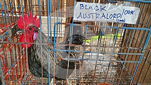 Chicken Roster Breed Known as Black Australord Ogye