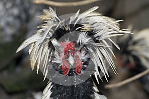 Chicken with ruffled feathers