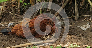 Chicken in a rural area