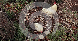 Chicken in a rural area