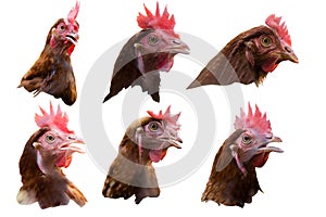 Chicken`s head isolated on white