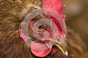 The chicken`s head is on the side