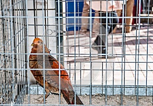 Chicken for sale on famous farmers market in Sineu, Majorca