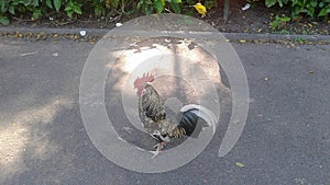 Chicken in Santana Field, Republic Square, Rio de Janeiro, Downtown, Brazil