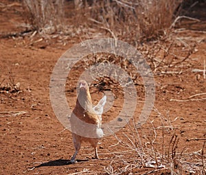 Chicken in Savanna on Masai Mara in Kenya