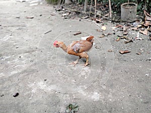 The chicken is scavenging and collecting food