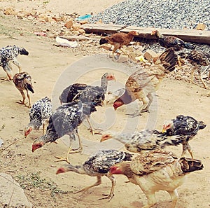 The chicken search food and eating