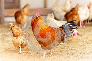 Chicken are seen standing on top of a dirt ground, pecking and scratching at the surface.