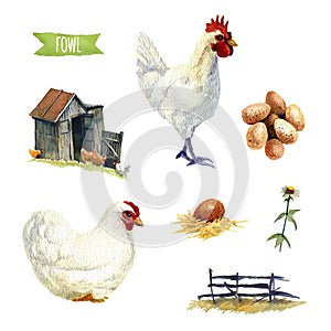 Chicken set, clipping paths included photo