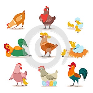 Chicken set. Farm chick, hen and rooster in various poses. Happy christmas chicken. Funny domestic birds vector cartoon