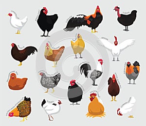 Chicken Set Various Kind Identify Cartoon Vector