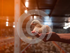 Chicken sit on the hand with yellow light