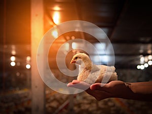 Chicken sit on the hand with yellow light