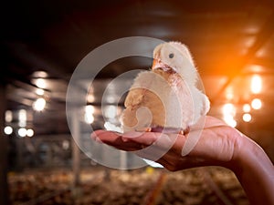 Chicken sit on the hand with yellow light