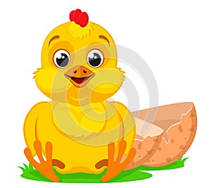 A chicken sits near an egg shell on a white. Isolated, character