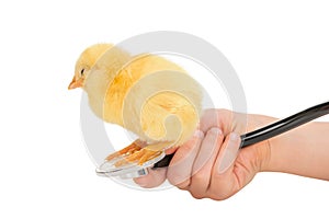 Chicken sits on a stethoscope