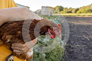 The chicken is sitting in the hands of a child. Farming and subsistence farming